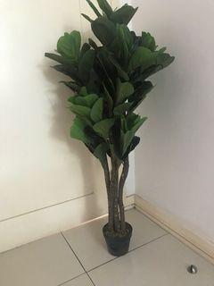 120m height Artificial fiddle fig 