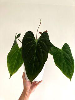 Anthurium Papillilaminum