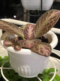 Episcia