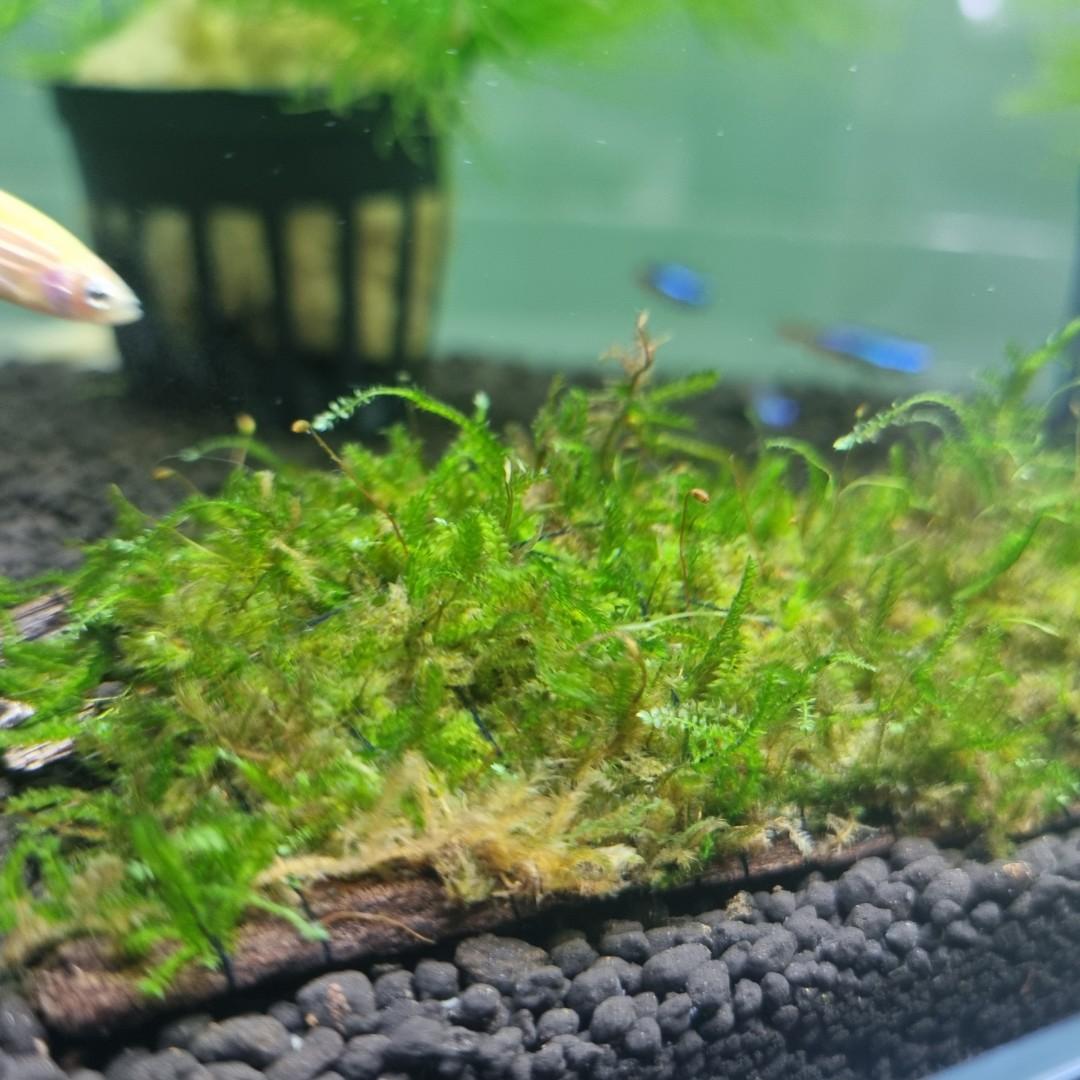 Java Moss Aquarium Plant Fish Tank Shrimp Greenery, Furniture & Home