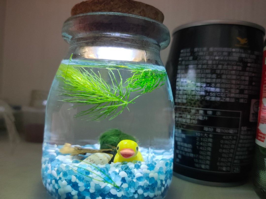 Mini shrimp tank great for gift Pet Supplies Homes Other Pet Accessories on Carousell