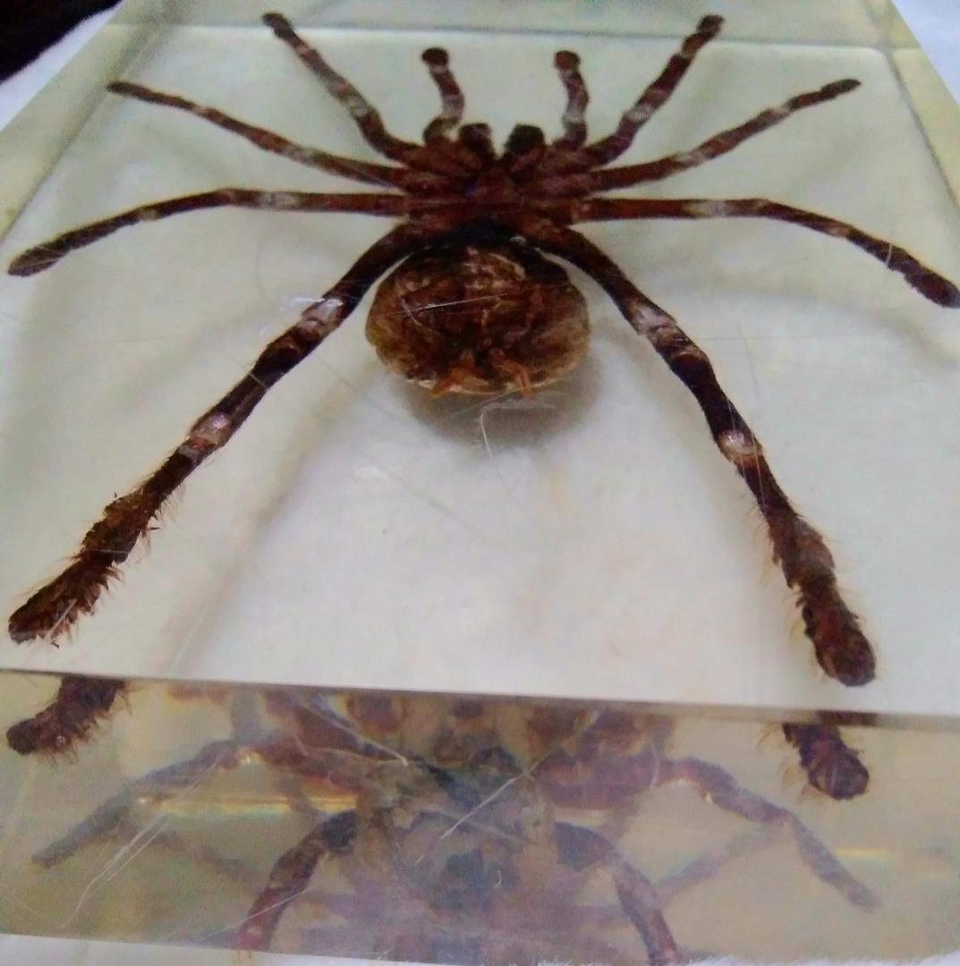 1980s Vintage Tarantula Taxidermy Specimen Preserved in Resin, Hobbies ...