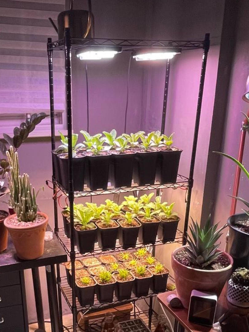 Growing Plant Rack with lights, Furniture & Home Living, Gardening