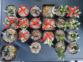 (Category: ) located in . Submitted by plantedbydan (Listing ID 1151042166, Image 1). Description: .