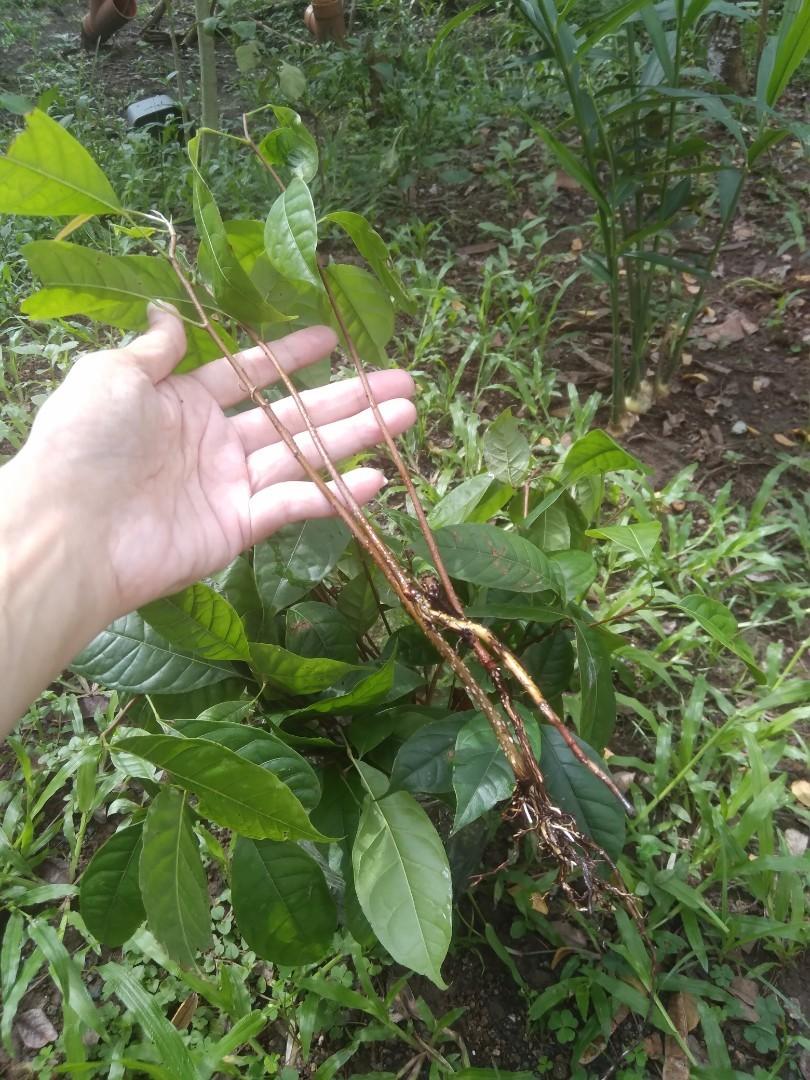 Mahogany Seedlings (Lower Antipolo area), Furniture & Home Living
