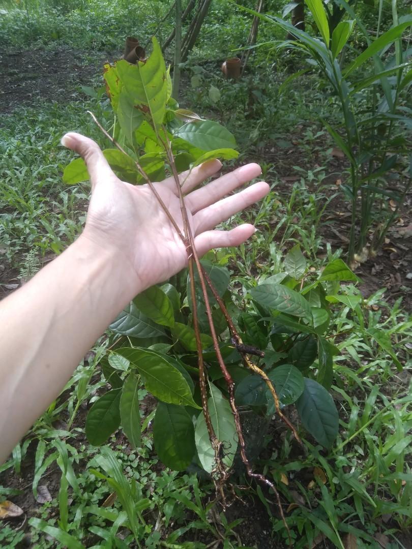 Mahogany Seedlings (Lower Antipolo area), Furniture & Home Living