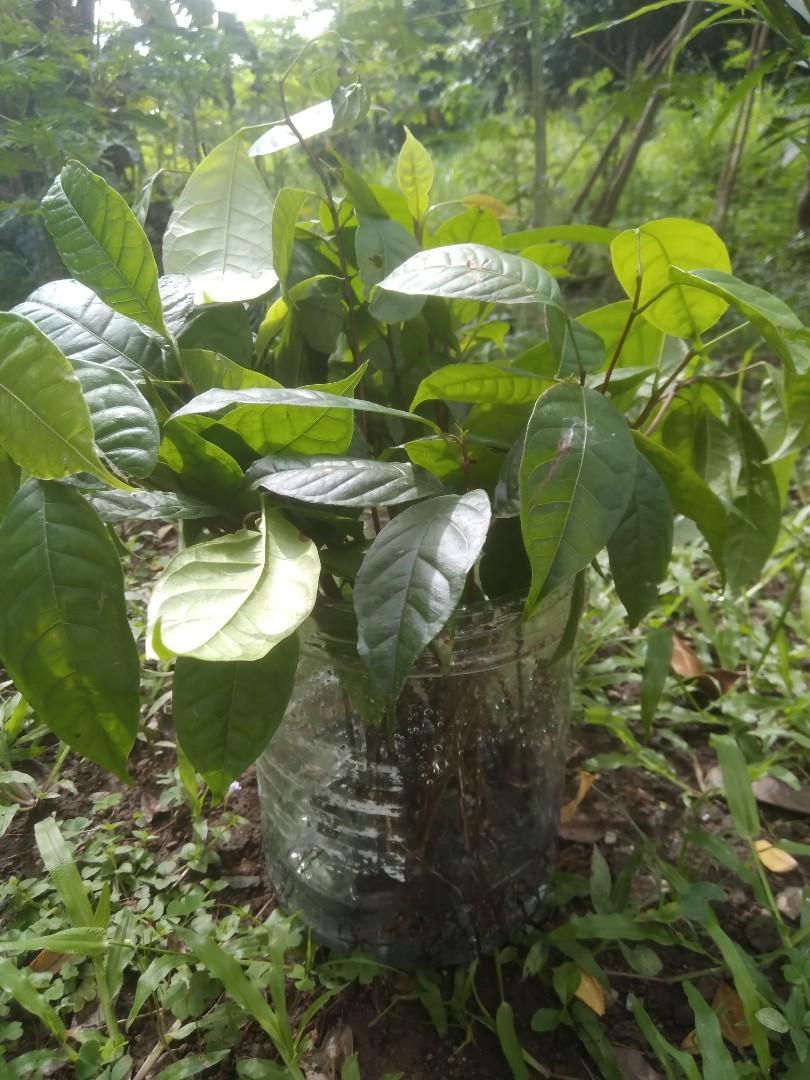 Mahogany Seedlings (Lower Antipolo area), Furniture & Home Living
