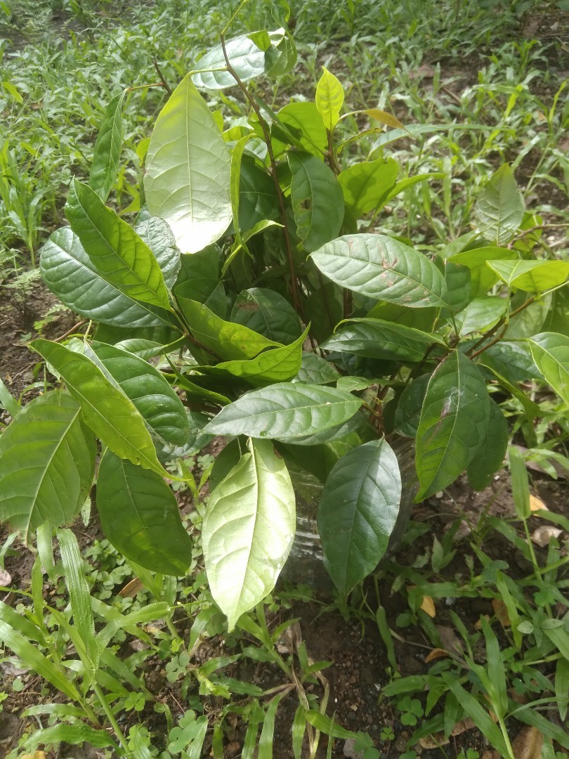 Mahogany Seedlings (Lower Antipolo area), Furniture & Home Living ...