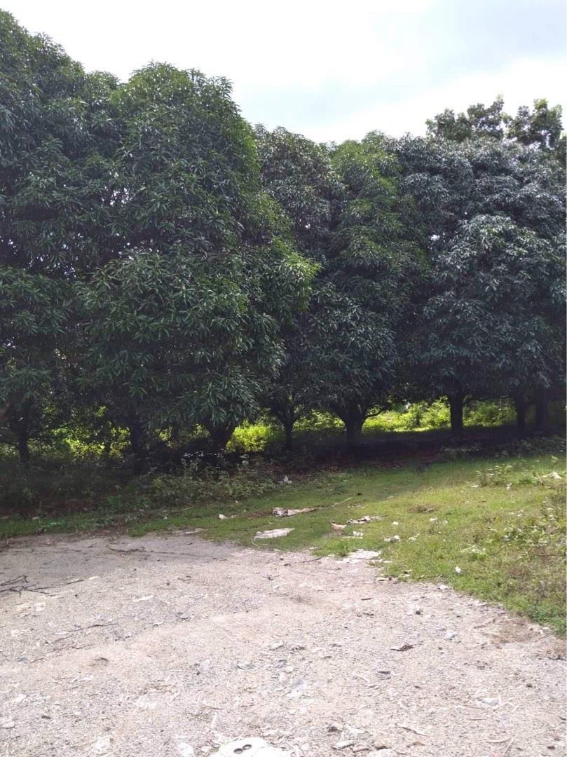 Mango Farm For Sale in Sampiro San Juan Batangas, Property, For Sale, Lot on Carousell