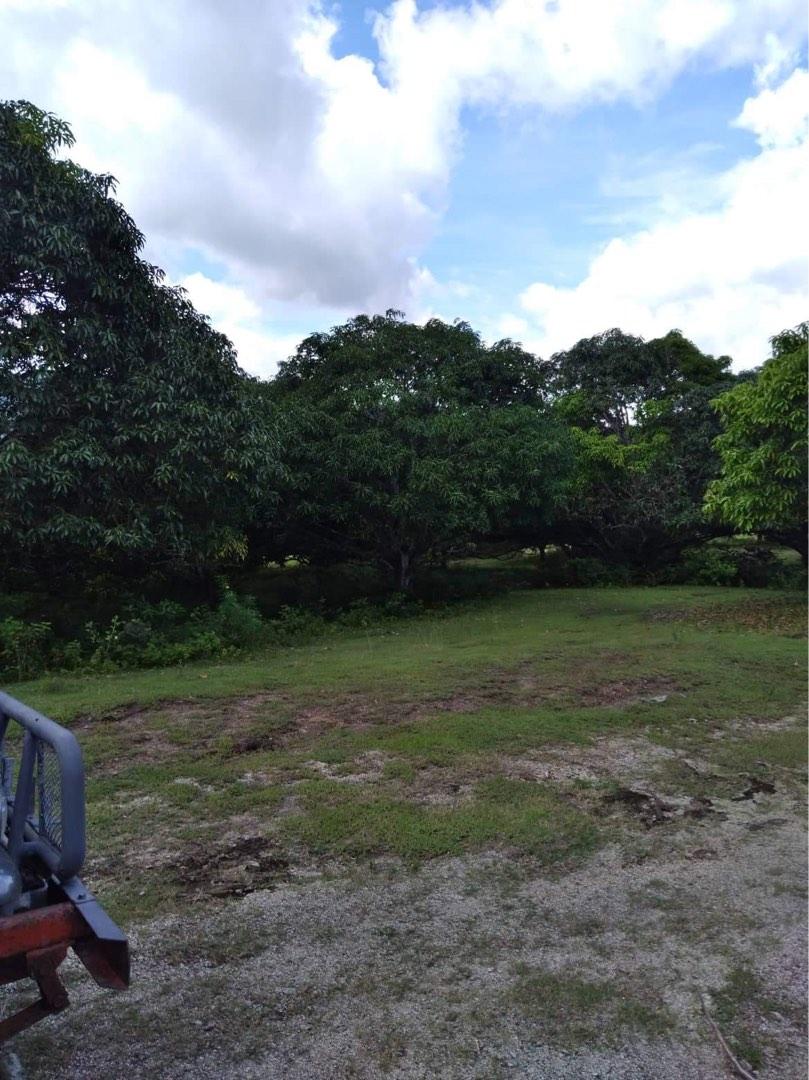 Mango Farm For Sale in Sampiro San Juan Batangas, Property, For Sale, Lot on Carousell