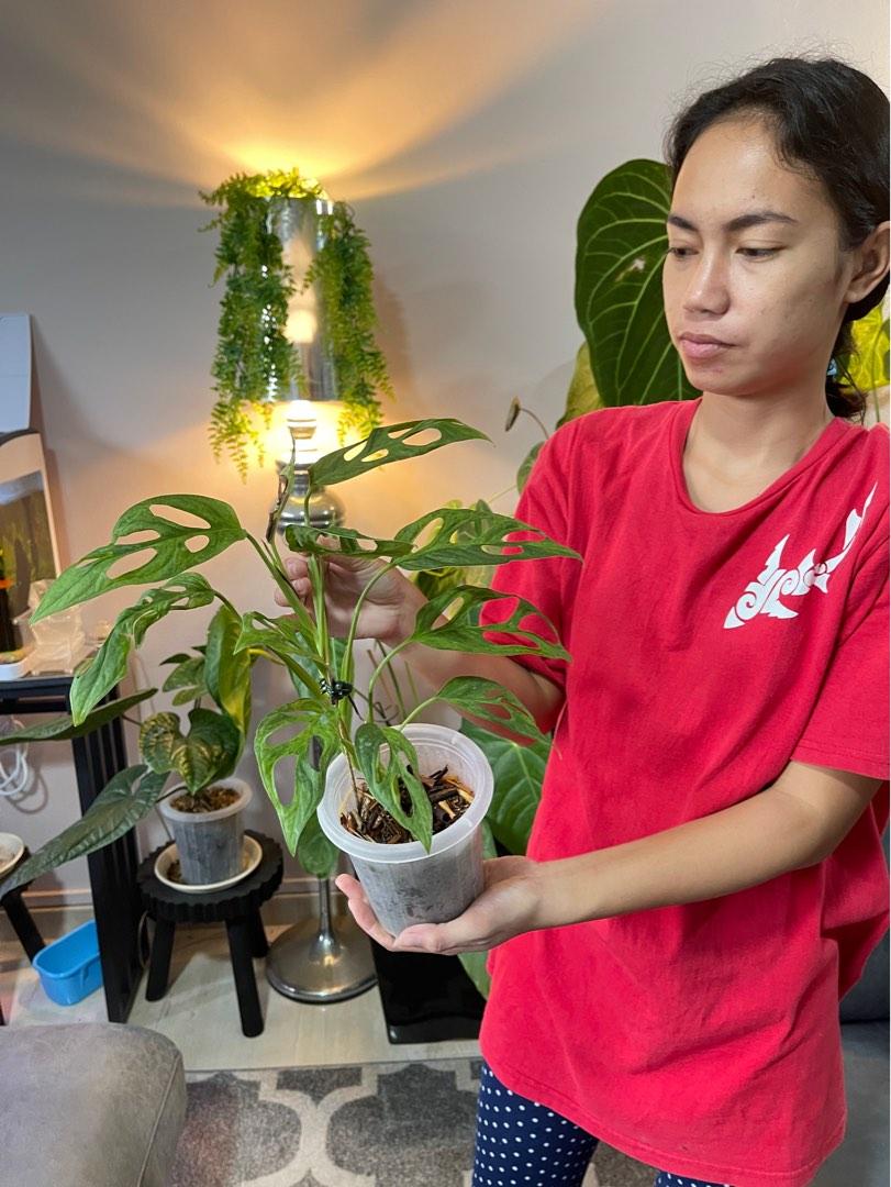 Monstera adansonii cloud/mint healthy big still growing many leaves