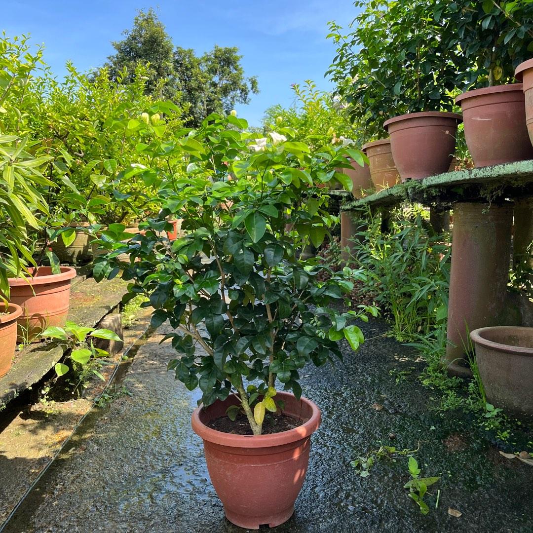 Murraya Paniculata, Orange Jasmine (1m), Furniture & Home Living