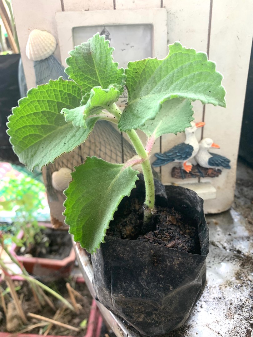 Oregano alive plant/Medicinal herb/Anti mosquito repellant, Furniture