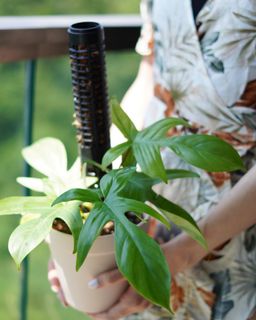 （分類：）位於 。 由 philifealea 提交（商品編號 1188686222，圖片 1）。簡介： 。