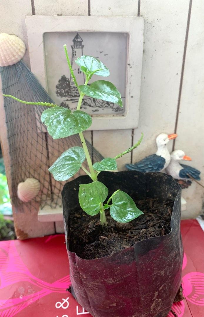 Ulasimang bato/Pansit-pansitan live plant/anti-Arthritis plant