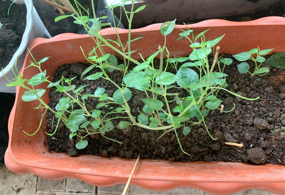 Ulasimang bato/Pansit-pansitan live plant/anti-Arthritis plant