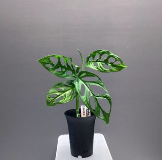 （分類：）位於 。 由 mailiivanhk 提交（商品編號 1188888379，圖片 1）。簡介： 。