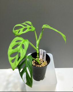 （分類：）位於 。 由 mailiivanhk 提交（商品編號 1188889090，圖片 1）。簡介： 。