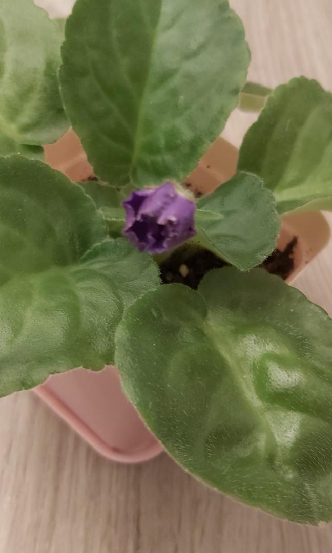 紫羅蘭 白紫色 傢俬 家居 園藝 植物及種子 Carousell