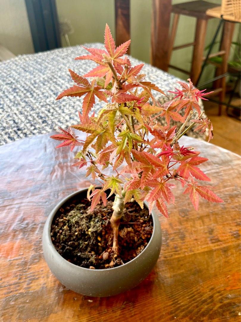 小型紅楓楓楓葉盆栽Shin-Deshojo Maple🍁, 傢俬＆家居, 園藝, 植物及 