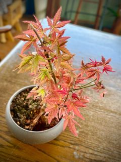 （分類：）位於 。 由 k.laplante 提交（商品編號 1188294238，圖片 1）。簡介： 。