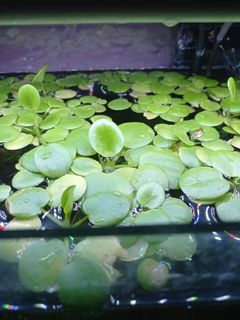 (Category: ) located in . Submitted by shawn_preloved (Listing ID 1188883677, Image 1). Description: .