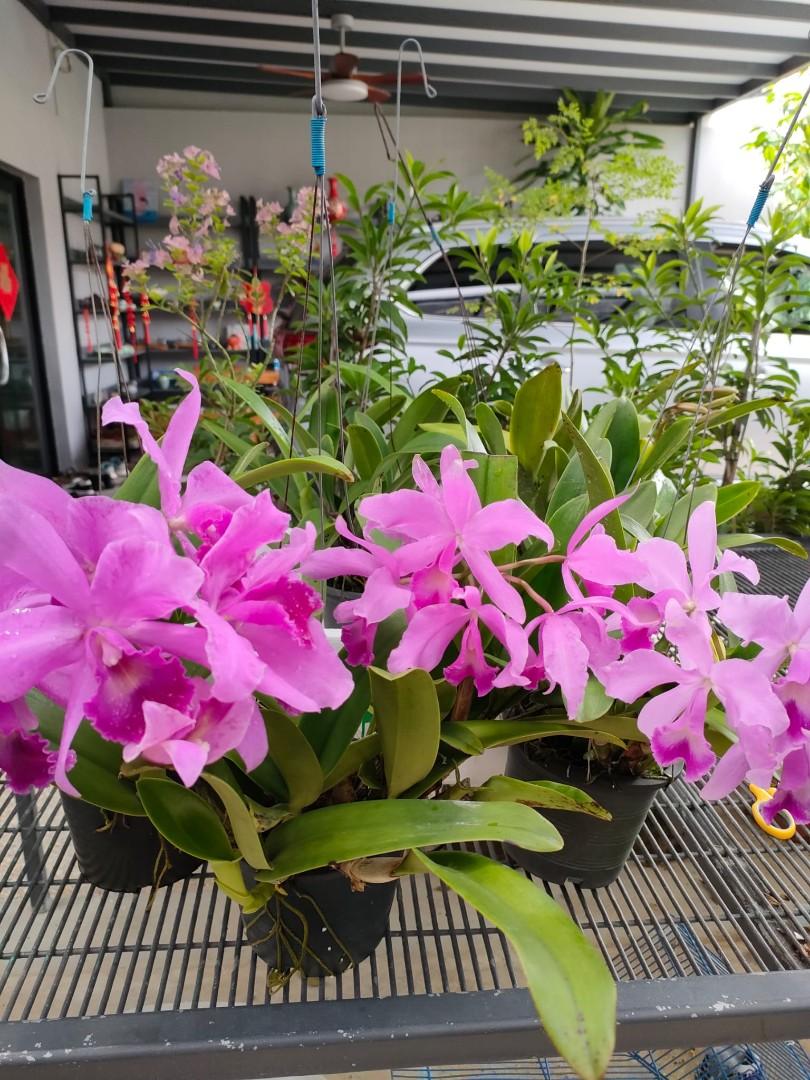 Cattleya orchids for sale, Furniture & Home Living, Gardening, Plants