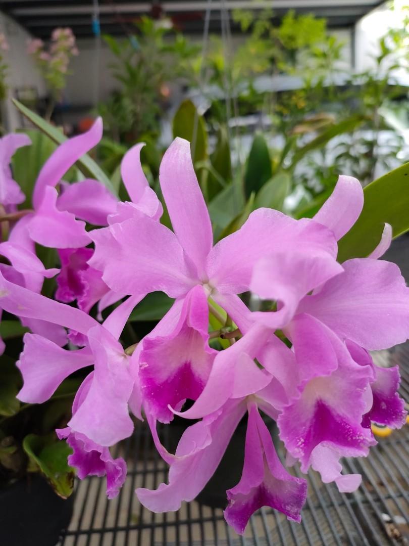 Cattleya orchids for sale, Furniture & Home Living, Gardening, Plants