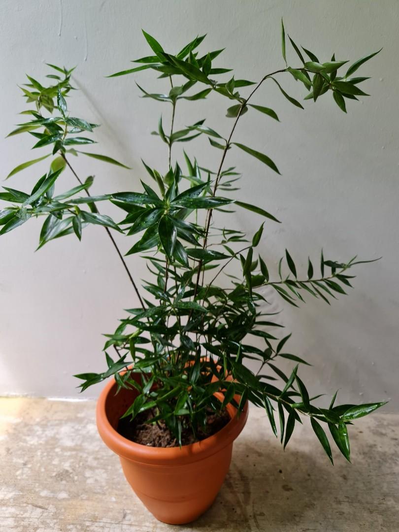 Japanese Bamboo Plant (74cm), Furniture & Home Living, Gardening