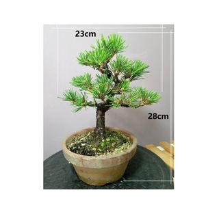 Japanese Bonsai, Bonsai Collection item 2