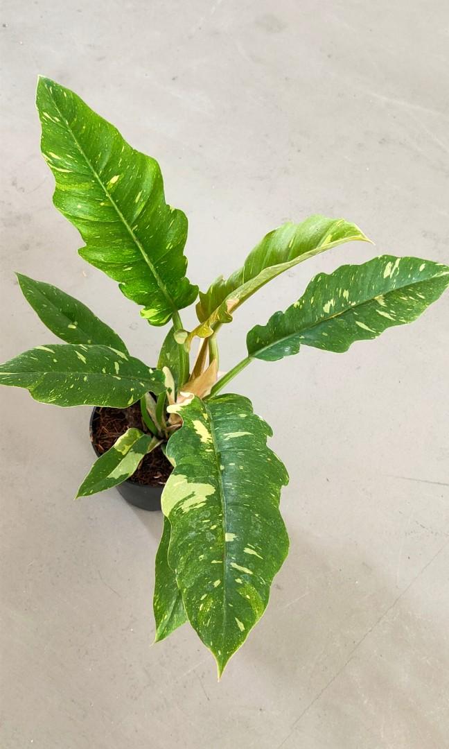 philodendron brandtianum Philodendron Brandtianum