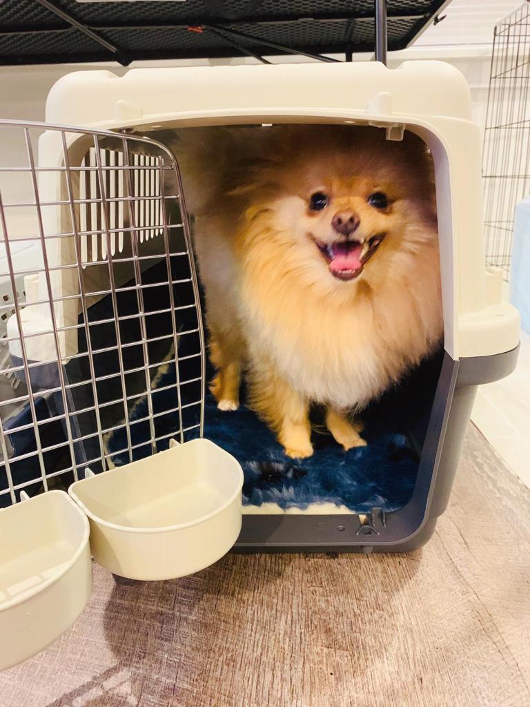 SportPet Designs Plastic Kennels Plastic Wire Door Travel Dog Crate ...