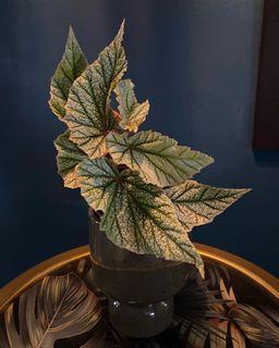 Begonia Frosty