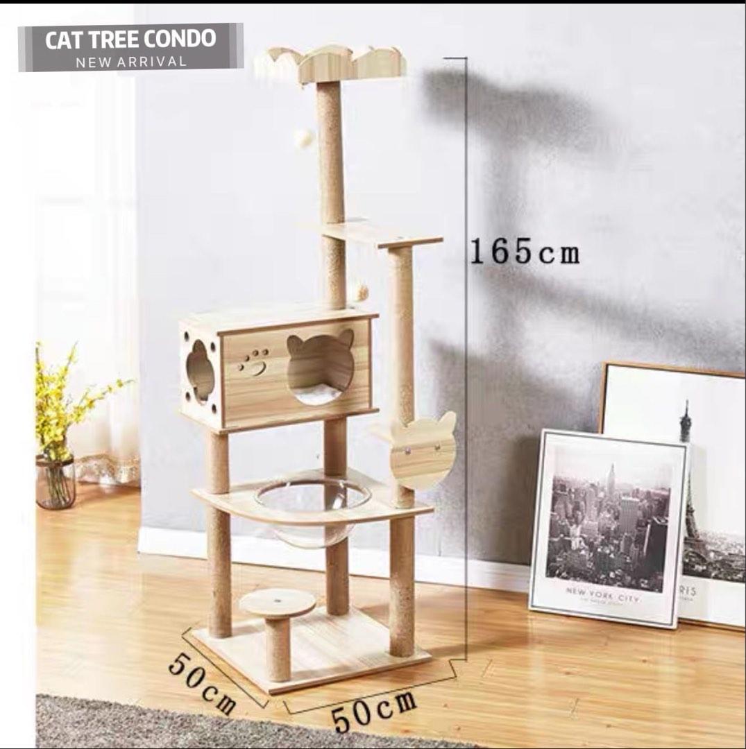 Condo kucing 2025
