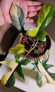 (Category: ) located in . Submitted by plantitabaning (Listing ID 1188989872, Image 1). Description: .