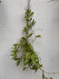 (Category: ) located in . Submitted by hansplants (Listing ID 1189072735, Image 1). Description: .