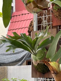 (Category: ) located in . Submitted by plantsparty (Listing ID 1188997594, Image 1). Description: .