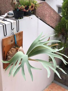 (Category: ) located in . Submitted by plantsparty (Listing ID 1188997180, Image 1). Description: .