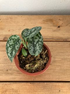 (Category: ) located in . Submitted by ecotherapy (Listing ID 1189108743, Image 1). Description: .