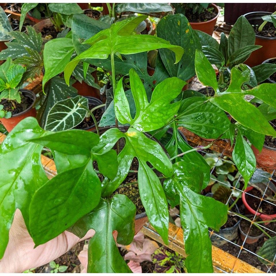 SPIDER MONSTERA/BORNEO PLANT/Ready Stock (AMYDRIUM MEDIUM GREEN