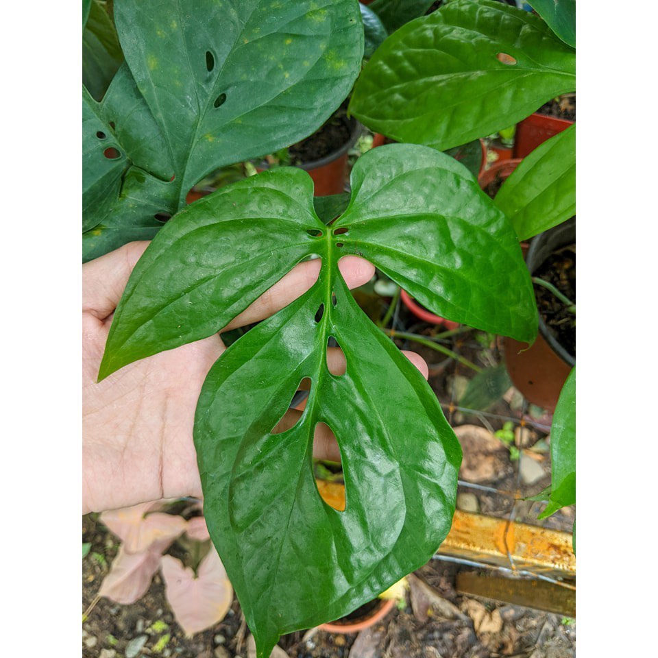 SPIDER MONSTERA/BORNEO PLANT/Ready Stock (AMYDRIUM MEDIUM GREEN