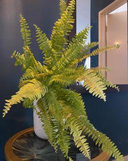 Variegated Boston Fern