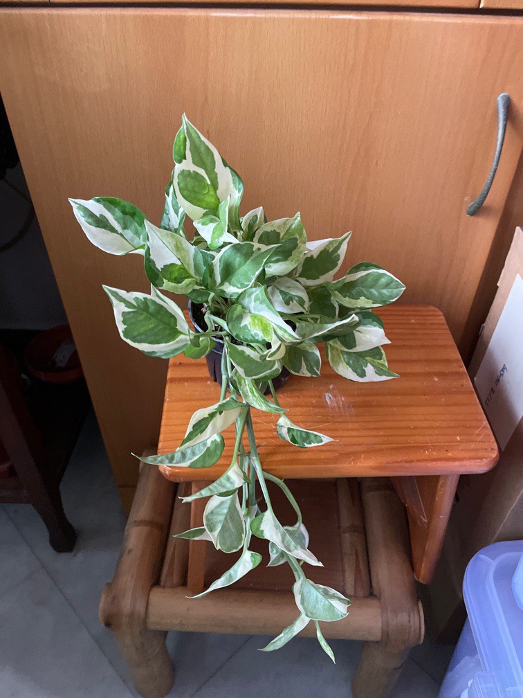 Variegated money plants, Furniture & Home Living, Gardening, Plants