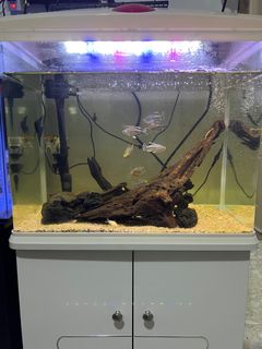 (Category: ) located in . Submitted by k0byy (Listing ID 1189162169, Image 1). Description: .