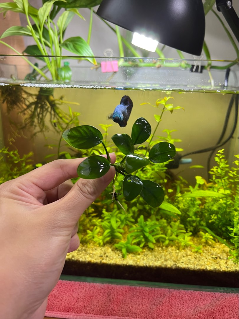 Aquatic Plants, Furniture & Home Living, Gardening, Plants & Seeds on