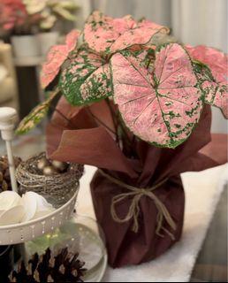 Caladium plants ( full and lush, suitable as gifts)