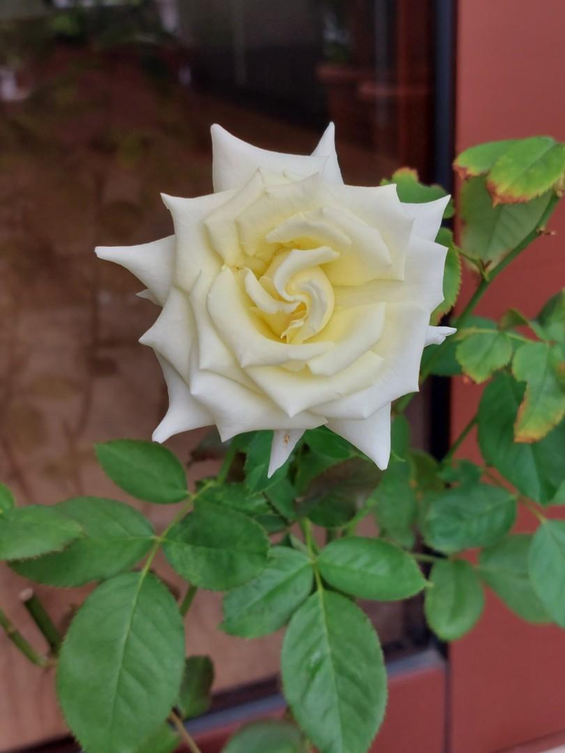 Pope john paul rose furniture home living gardening plants seeds
