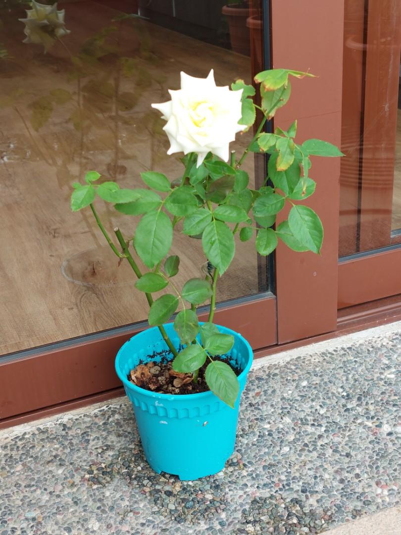 Pope john paul rose furniture home living gardening plants seeds