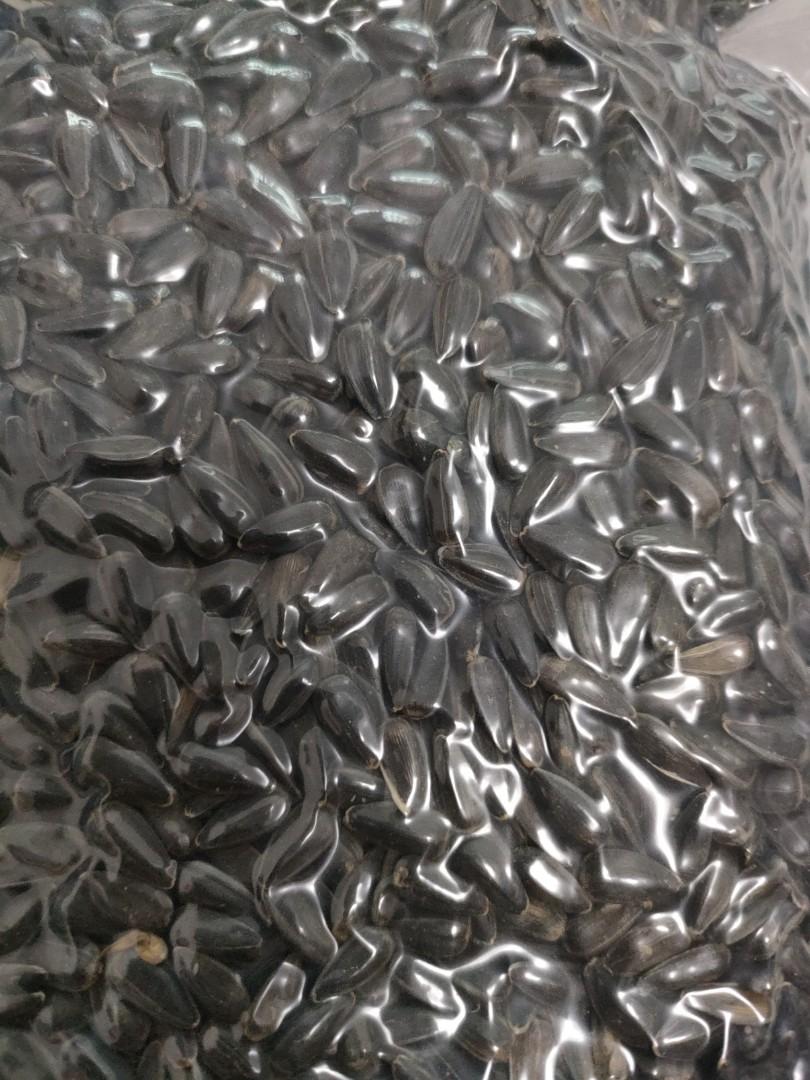 Chinchilla sunflower seeds discount