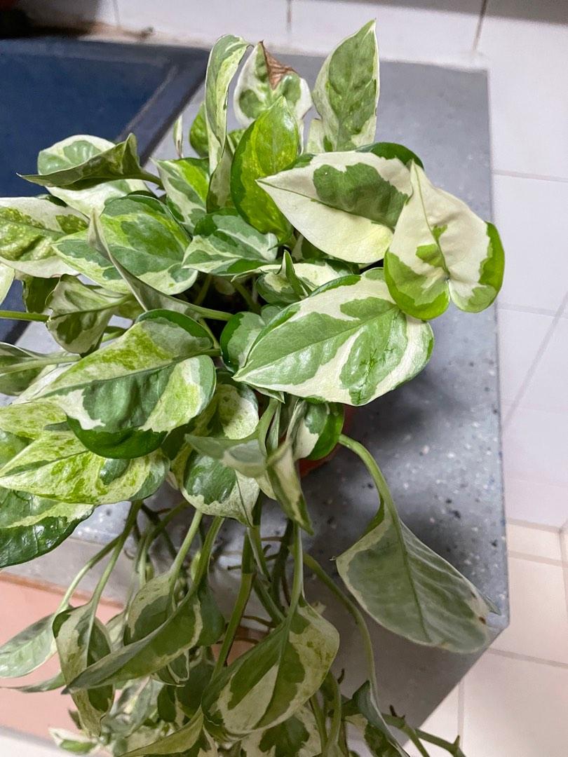 Variegated money plants, Furniture & Home Living, Gardening, Plants